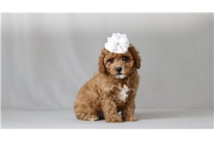 Maddie - Cavapoo for sale