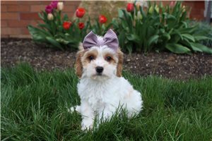Drusilla - puppy for sale