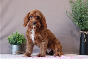 Willow - Cavapoo for sale