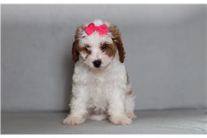 Luna - Cavapoo for sale