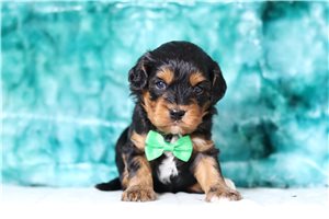 Pirate - Cavapoo for sale