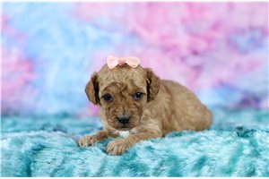 Izzy - Cavapoo for sale