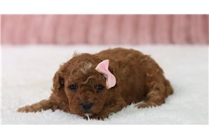 Pixel - Cavapoo for sale