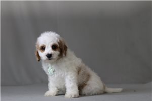 Malachi - Cavapoo for sale