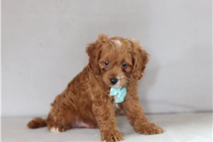 Stark - Cavapoo for sale