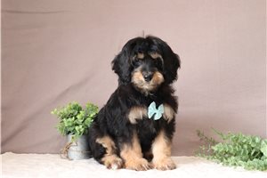 Nigel - Cavapoo for sale