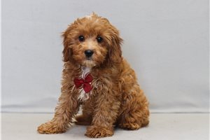 Makai - Cavapoo for sale