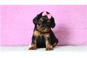 Penelope - Cavapoo for sale