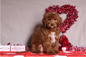 Emmett - Cavapoo for sale