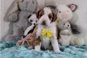 Kevin - Cavapoo for sale