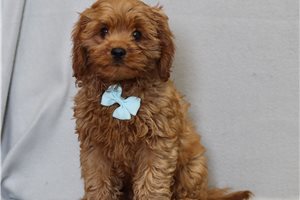 Maguire - Cavapoo for sale