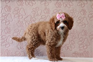 Kiara - Cavapoo for sale