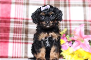 Noelle - Cavapoo for sale