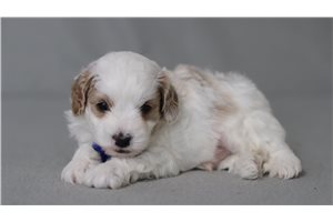Malachi - Cavapoo for sale