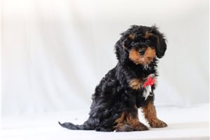 Winston - Cavapoo for sale