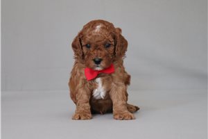 Bodie - Cavapoo for sale