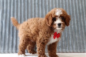 Kyrie - Cavapoo for sale