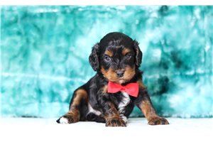Pablo - Cavapoo for sale