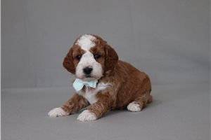 Bastian - Cavapoo for sale
