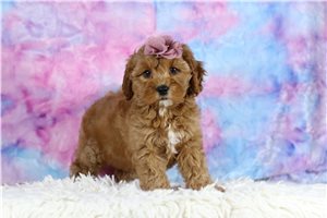 Chanel - Cavapoo for sale
