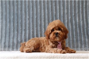 Bentley - Cavapoo for sale