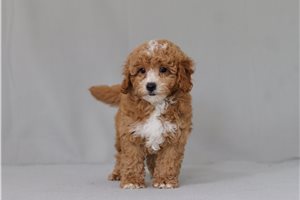Blaine - Cavapoo for sale