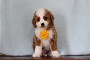 Kingston - Cavapoo for sale