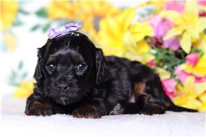 Nola - Cavapoo for sale