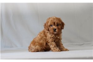 Bentley - Cavapoo for sale