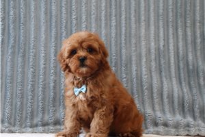Bentley - Cavapoo for sale