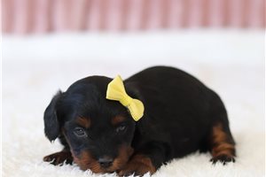 Pippa - Cavapoo for sale