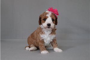 Brynn - Cavapoo for sale