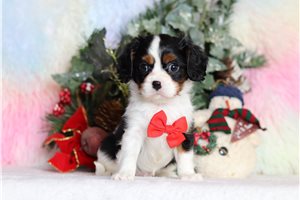 Dervish - Cavalier King Charles Spaniel for sale