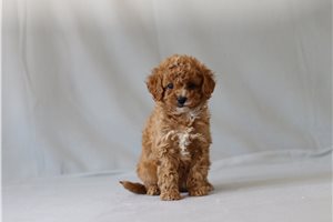 Bunny - Cavapoo for sale