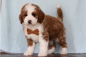 Kevin - Cavapoo for sale