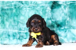 Picasso - Cavapoo for sale
