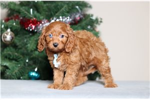 Wyatt - Cavapoo for sale
