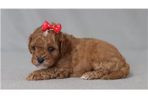 Maddie - Cavapoo for sale