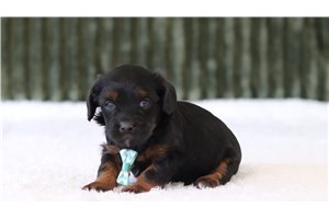 Phillip - Cavapoo for sale
