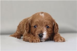Stark - Cavapoo for sale