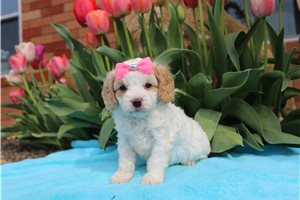 Oakley - Cavapoo for sale