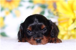 Nico - Cavapoo for sale
