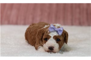 Pippy - Cavapoo for sale
