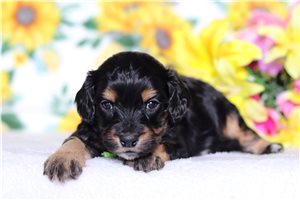 Nigel - Cavapoo for sale