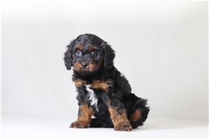 Picasso - Cavapoo for sale