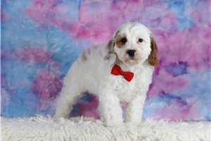 Cirrus - Cavapoo for sale