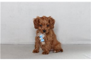 Nelson - Cavapoo for sale