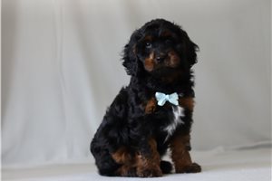 Picasso - Cavapoo for sale