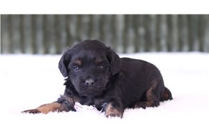 Phoenix - Cavapoo for sale