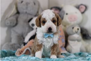Kingston - Cavapoo for sale